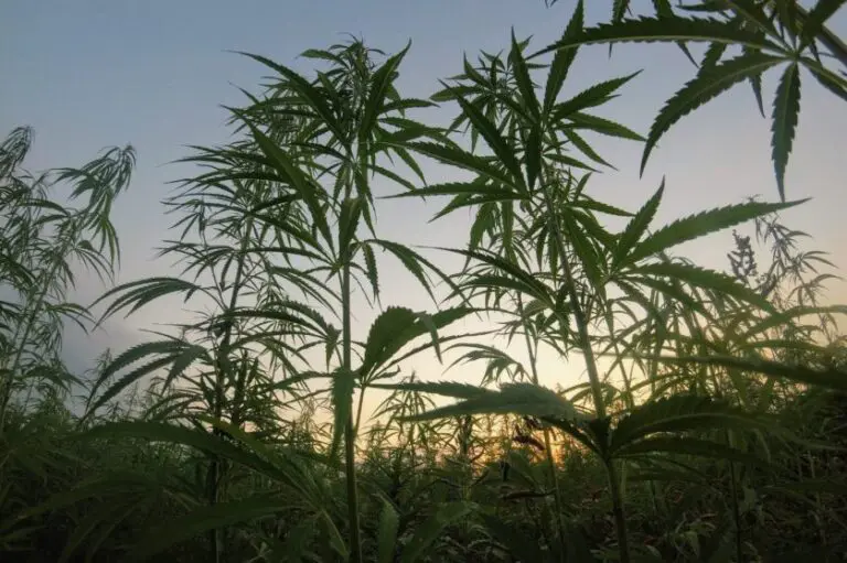 Les Enjeux de la Fiscalité du Cannabis au Maroc
