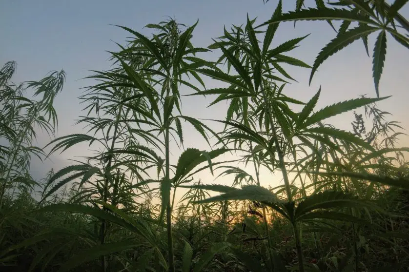 Les Enjeux de la Fiscalité du Cannabis au Maroc