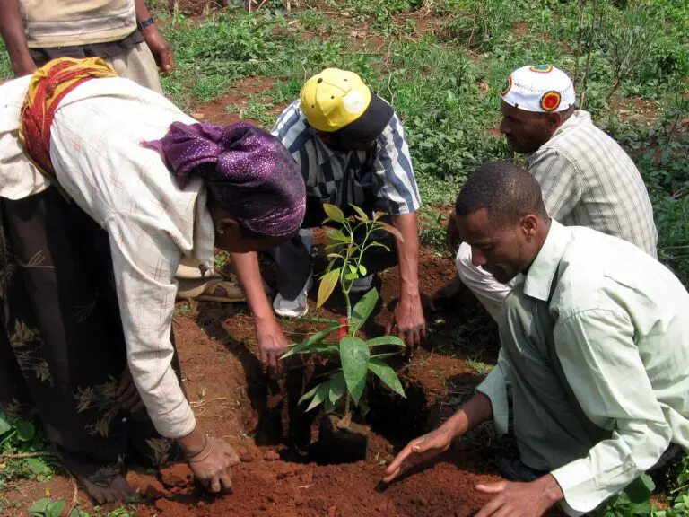 Informal Taxation in Ethiopia: Typologies, Prospects, and Challenges