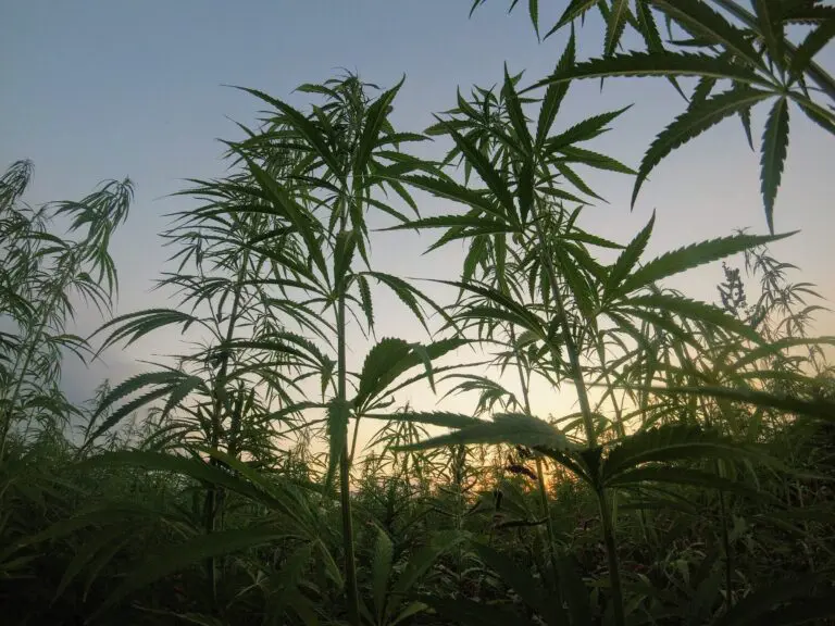 Cannabis taxation – A new revenue source for development?
