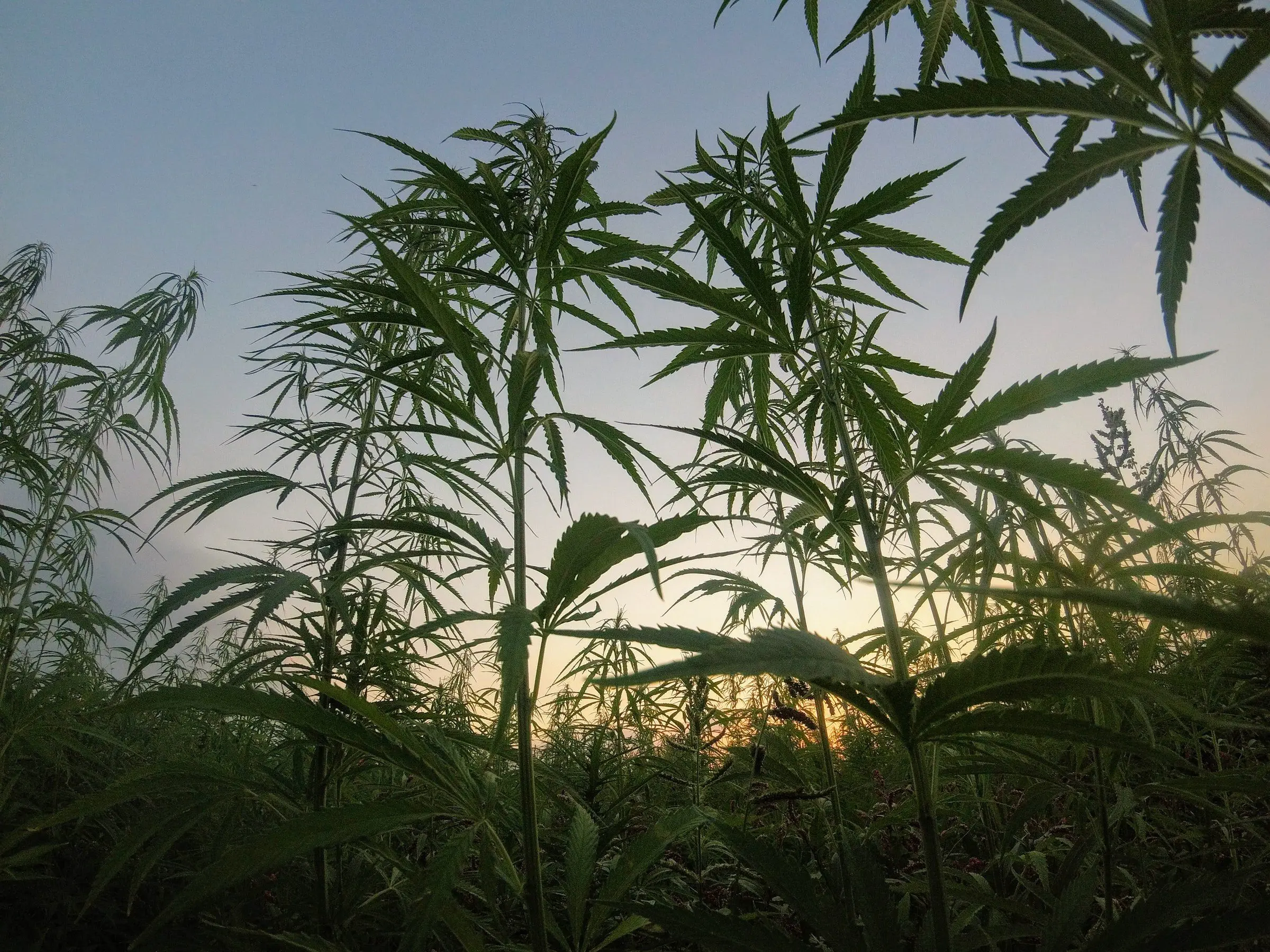 Cannabis taxation – A new revenue source for development?
