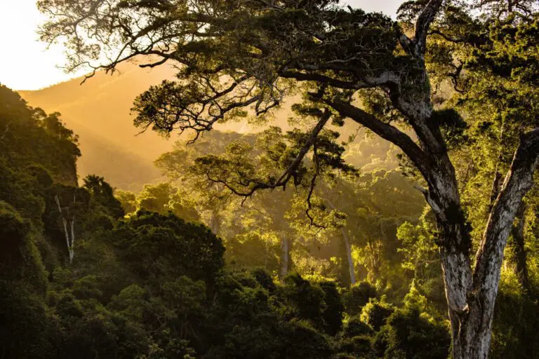 L’ICTD lance un nouveau programme sur la fiscalité climatique et environnementale
